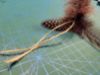 Picture of BROWN Handmade from natural Guinea Fowl feathers and hemp refill toy for frenzy & da bird type wand teasers
