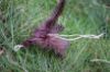 Picture of BROWN Handmade from natural Guinea Fowl feathers and hemp refill toy for frenzy & da bird type wand teasers