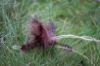 Picture of BROWN Handmade from natural Guinea Fowl feathers and hemp refill toy for frenzy & da bird type wand teasers