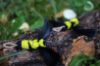 Picture of SET OF 2 - Yellow and black BEES made out of feathers and fluffy stem wand teaser refill