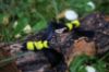 Picture of SET OF 2 - Yellow and black BEES made out of feathers and fluffy stem wand teaser refill