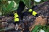 Picture of SET OF 2 - Yellow and black BEES made out of feathers and fluffy stem wand teaser refill