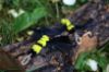 Picture of SET OF 2 - Yellow and black BEES made out of feathers and fluffy stem wand teaser refill