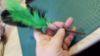 Picture of 3 pack full size (12CM stick) silvervine matatabi catnip sticks with colourful feathers and prickly hemp