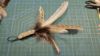 Picture of MUNIFICENT Pheasant natural handmade feathers refill toy for frenzy & da bird type wand teasers with leather loop