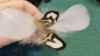 Picture of Black and white pheasant feather wand teaser refill for Da bird Frenzy