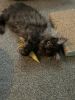 Picture of 3 PACK of handmade colourful felt mice filled with catnip with feather tails (Random colours)