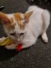 Picture of 3 PACK of handmade colourful felt mice filled with catnip with feather tails (Random colours)