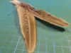 Picture of Big prey handmade from natural pheasant wing feathers refill toy for frenzy & da bird type wand teasers 