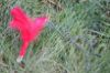 Picture of Multicolour Feather Wand Teaser Refill with Paper String Tails