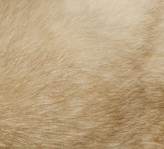 Ginger/Beige