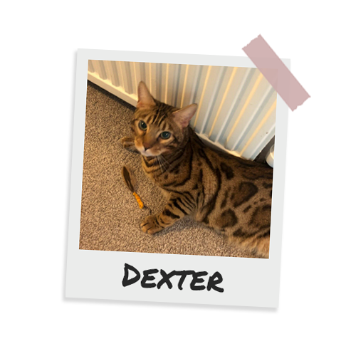 Dexter