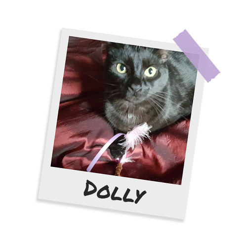Dolly - black cat