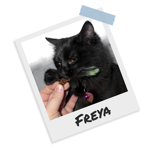 Freya - black cat