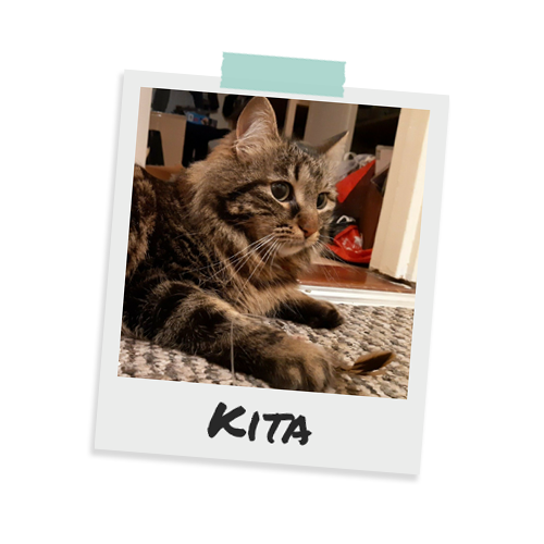 Kita - Tabby cat