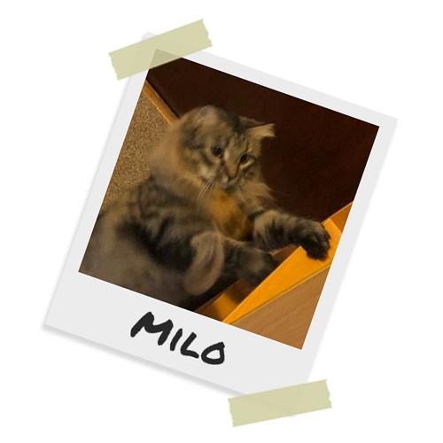 Milo the Cat